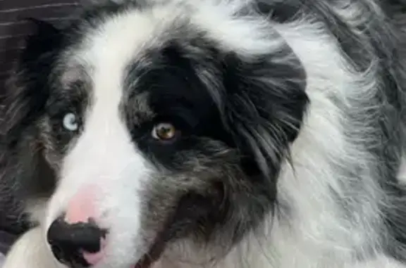 Lost Dog Merl: Black/White/Gra...