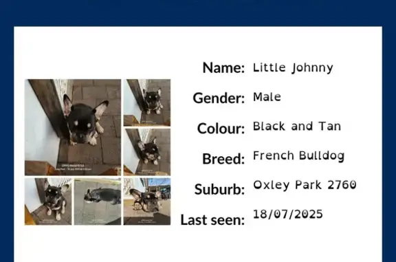 Missing dog Penrith, photo: Lost French Bulldog: Little Johnny, Penrith