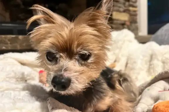 Lost Elderly Dog: Blind & Disoriented