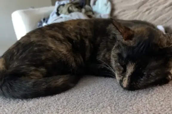 Missing cat Cape Coral, photo: Lost: Sweet Shy Tortoiseshell Cat Ziggy