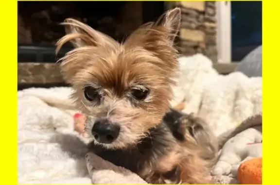 Lost Dog: Blind, Deaf, & Disoriented