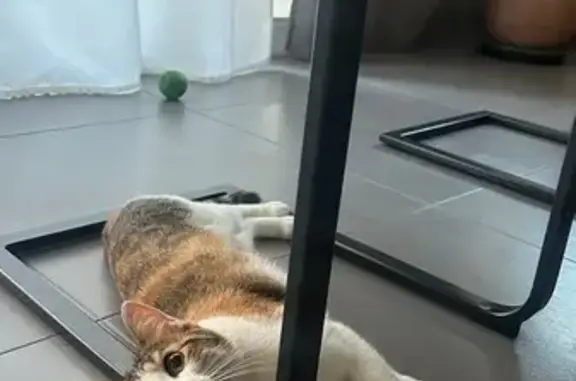 Chat perdue câline, Allée des Glycines - photo