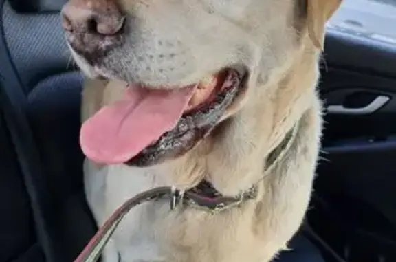 Found dog , photo: Found: Friendly Gold Labrador in Fyshwick