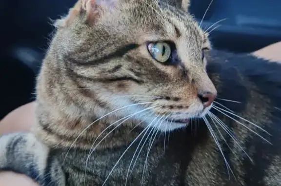Chat européen marron perdu à Pégomas - photo