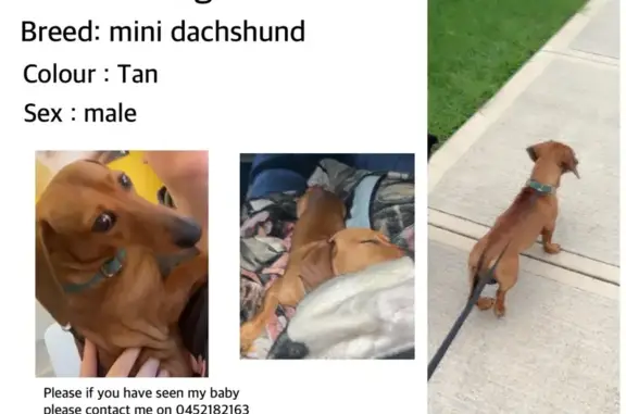 Missing dog Penrith, photo: Lost Tan Mini Dachshund in Oxley Park