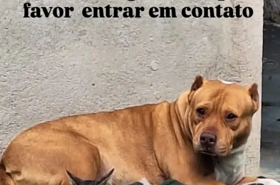 cachorro desaparecida
