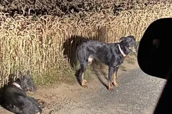 Chien trouvé: 2 noirs près de Nuncq-Hautecôte - photo