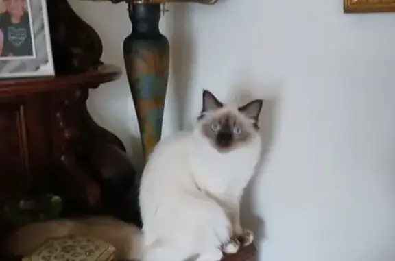 Animaux perdus Venelles, photo: Chat beige clair perdu à Venelles