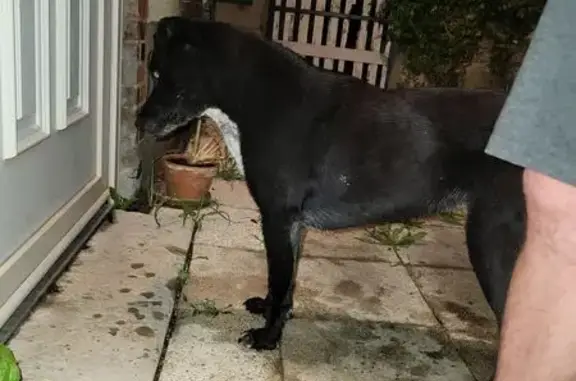 Chien trouvé , photo: Chien noir et blanc trouvé à Germigny