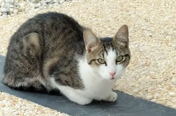 Animaux trouvés Notre-Dame-de-Monts, photo: Chatte trouvée Rue de l'Écolière