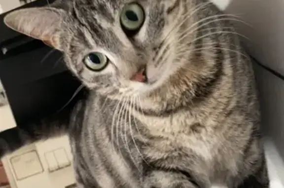Chatte tigrée perdue à Réalmont - photo