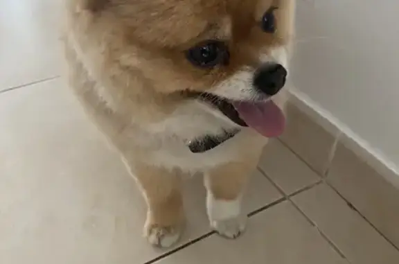 Chien trouvé , photo: Spitz roux trouvé au parc Sinodon