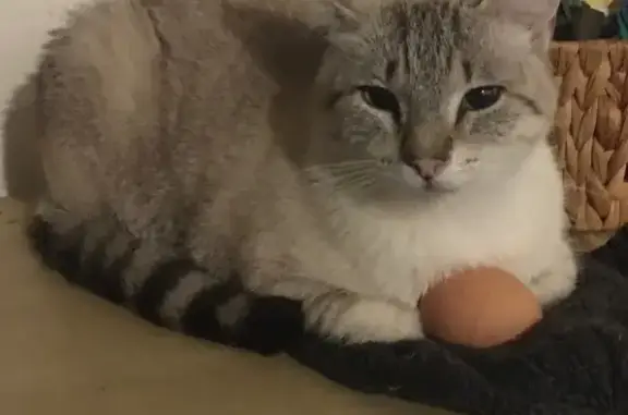 Chat perdu, , photo: Chat perdu : siamois tabby blanc et gris