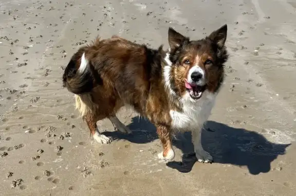 Chien perdu Blain, photo : Border collie marron/blanc perdu à Blain