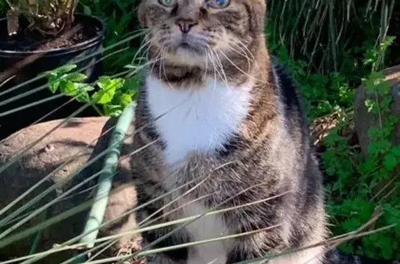 Lost Elderly Tabby Cat on Smith St, 213