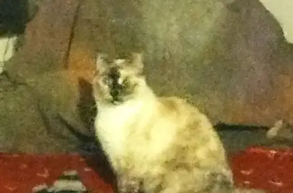 Chatte siamoise crème perdue à Cabanac - photo