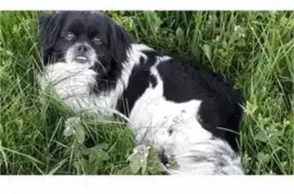 Chien noir et blanc perdu à Porte-du-Quercy - photo