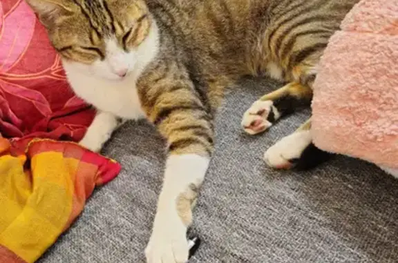 Animaux perdus , photo: Chat perdu : Jeune tigré blanc à Belleneuve