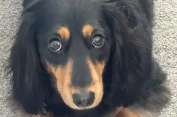 Missing dog , photo: Lost Dachshund: Black & Tan in Snowy Monaro