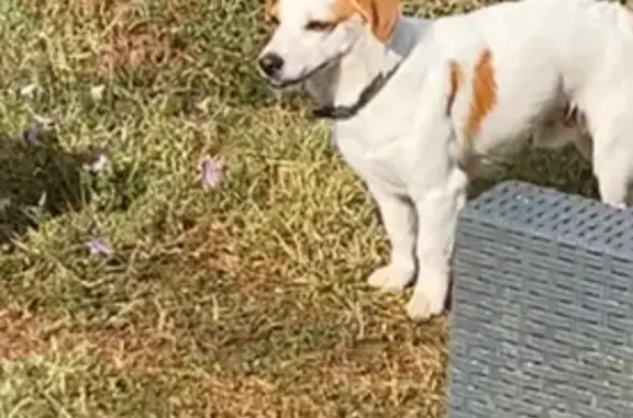 Chien trouvé , photo: Chien trouvé près de l'impasse des Châtaigniers