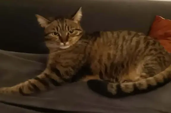 Chatte perdue Tigré noir/brun Haguenau - photo