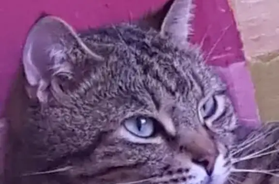 Animaux perdus Châteauroux, photo: Chat perdu tigré, peureux, Châteauroux