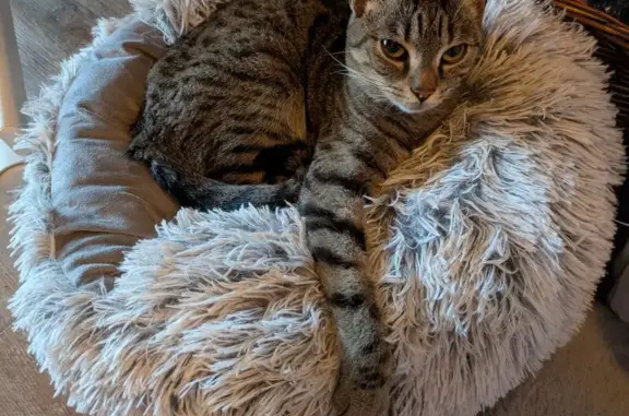 Chat tigré noir/marron trouvé à Châtellerault - photo