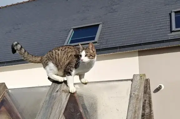 Animaux perdus Plouvorn, photo: Chat perdu : tigré et blanc à Plouvorn