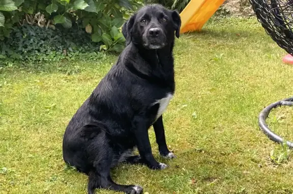 Chien trouvé , photo: Chienne croisée trouvée à Milizac-Guipronvel