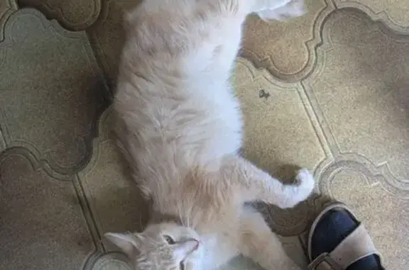 Animaux trouvés , photo: Chat trouvé à Rocquigny, Grand Est