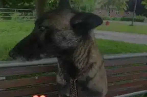Animaux perdus Harbonnières, photo: Chienne Malinois perdue à Harbonnières