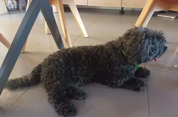 Chien noir frisé trouvé à Saint-Maurice - photo