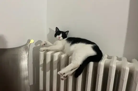 Chat noir et blanc perdu à La Fouillouse - photo