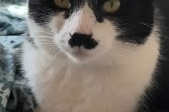 Perdu : Chat noir et blanc, moustache noire - photo