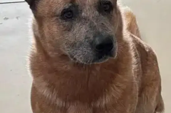 cachorro desaparecida