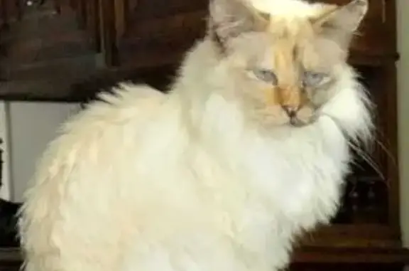 Animaux perdus Laval, photo: Chatte perdue à Laval, type sacré de Birmanie