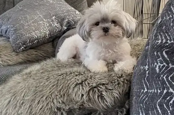 Lost Dog: White & Grey, Oakmont Drive