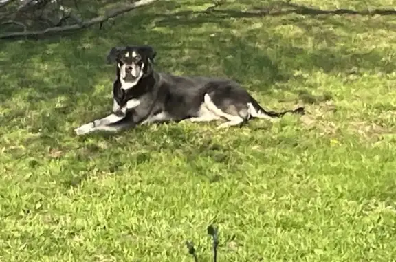 Lost and found pets Beloit, photo: Lost Husky Lab Mix: Unique Eyes, Beloit