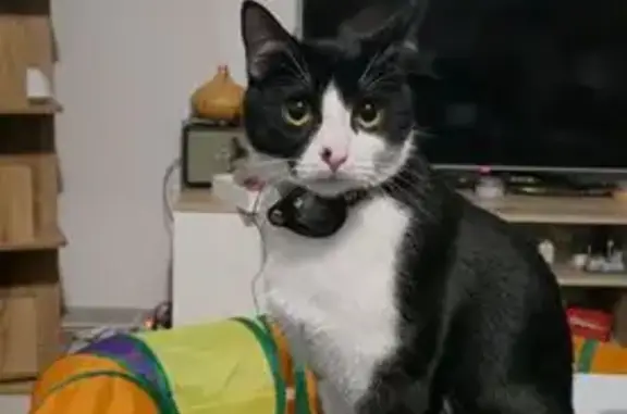 Animaux perdus Strasbourg, photo: Chat perdu : noir/blanc, tâche nez, Strasbourg