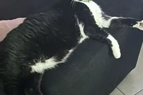 Chat perdu, Chazelles-sur-Lyon, photo: Chatte tricolore 14 ans perdue, Chazelles
