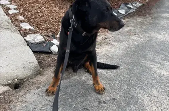 Animaux trouvés Selles-sur-Cher, photo: Beauceron blessé trouvé, Selles-sur-Cher