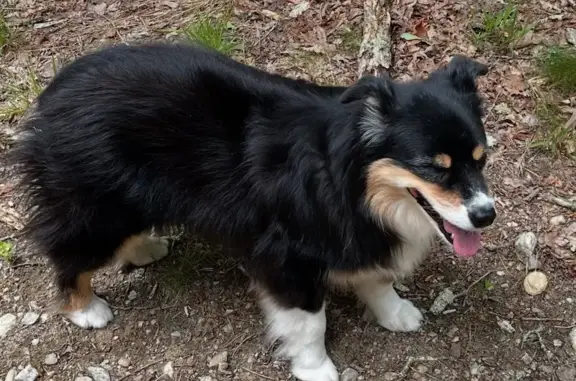Lost Mini Aussie on Trestle Trail