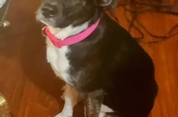 Lost Dog: Black with White Paws, Timid