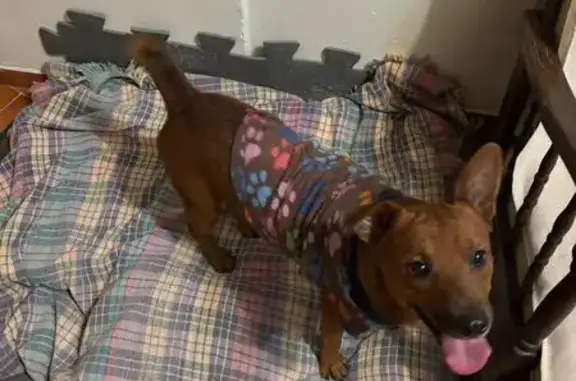 cachorro encontrada