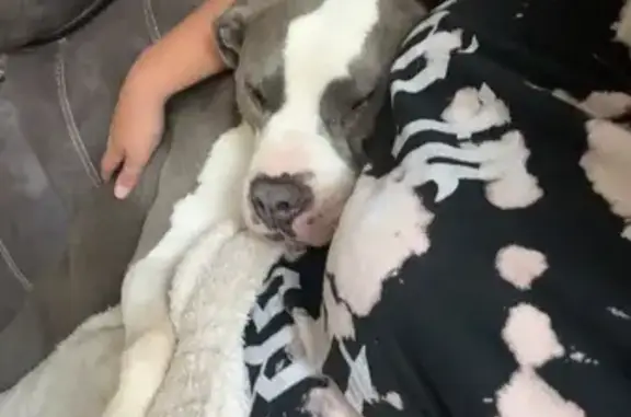 Lost Blue Nose Pitbull on Walnut Creek