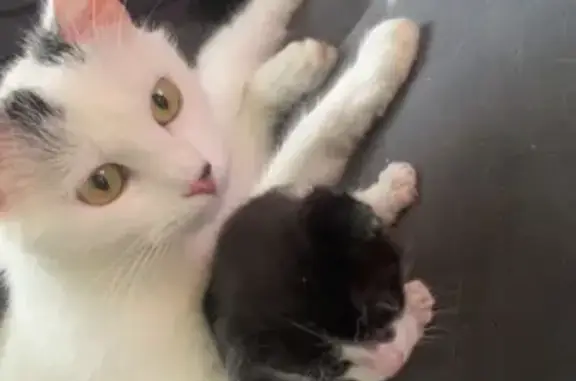 Animaux perdus , photo: Chatte blanche perdue à Chaumes-en-Retz