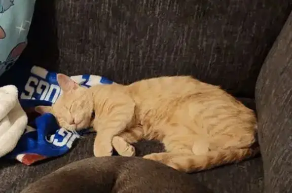Lost Light Orange Cat on Wells Road