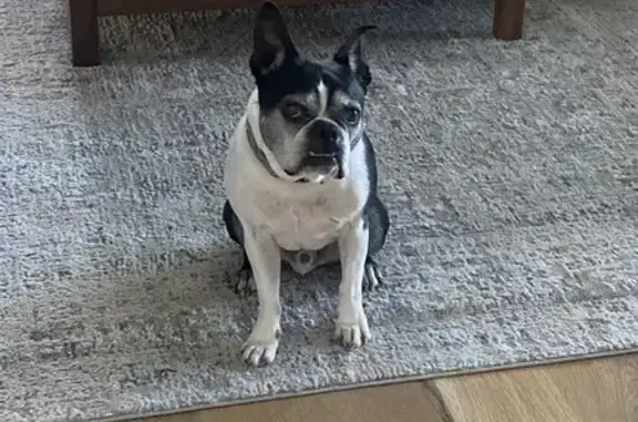 Lost Boston Terrier: Elizabeth Ave 21046