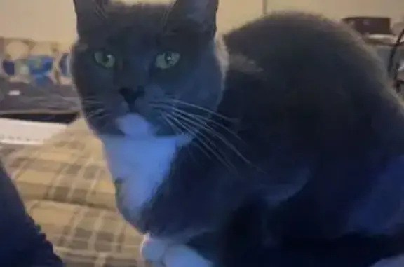 Missing cat Virginia Beach, photo: Lost Grey & White Cat in Virginia Beach