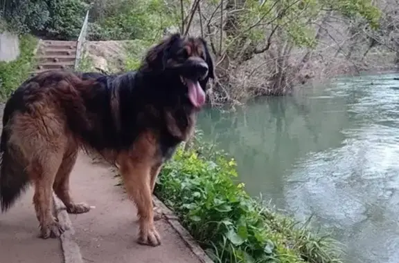 Chien marron perdu à Grasse le 13 juillet - photo